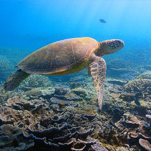 Foto David Attenborough: Una vida en nuestro planeta