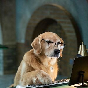 Foto Como perros y gatos: La patrulla unida