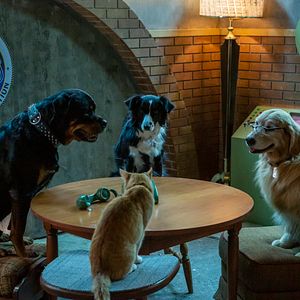 Foto Como perros y gatos: La patrulla unida