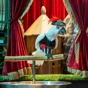 Foto Como perros y gatos: La patrulla unida