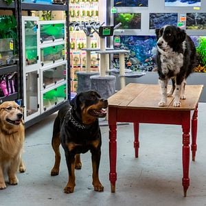 Foto Como perros y gatos: La patrulla unida