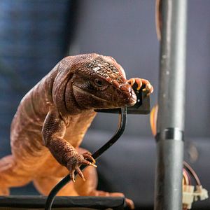 Foto Como perros y gatos: La patrulla unida