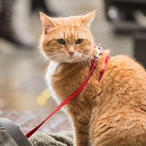 Foto Mi Navidad con Bob