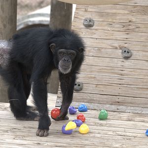 Foto Santuario de chimpancés