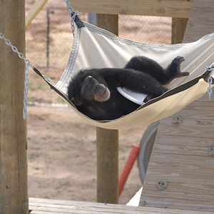 Foto Santuario de chimpancés