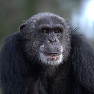 Foto Santuario de chimpancés