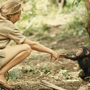 Foto Santuario de chimpancés