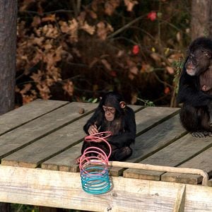 Foto Santuario de chimpancés