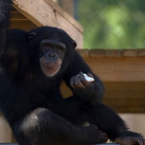 Foto Santuario de chimpancés