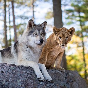Foto El lobo y el león