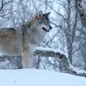 Foto Winter's Hidden Wonders