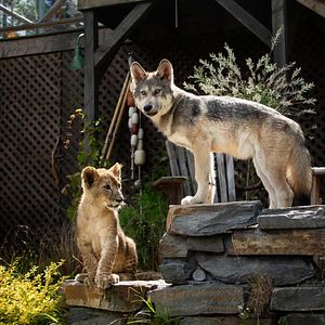 Foto El lobo y el león