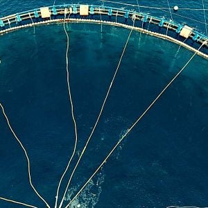 Foto Seaspiracy: La pesca insostenible