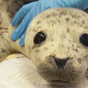 Foto Héroes de Alaska