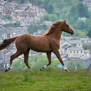 Foto Caballo soñador