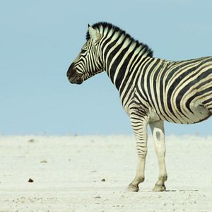 Foto Los límites de nuestro planeta: Una mirada científica