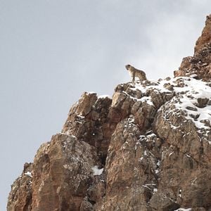 Foto El leopardo de las nieves