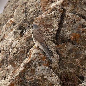 Foto El leopardo de las nieves