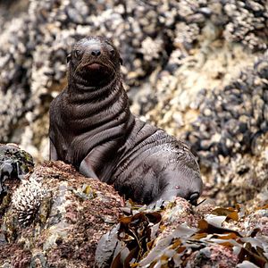 Foto Crecer como animal