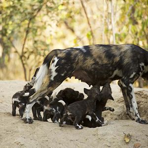 Foto Crecer como animal