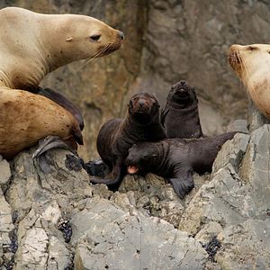 Foto Crecer como animal