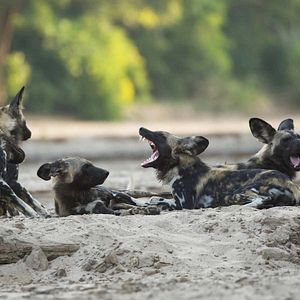 Foto Crecer como animal