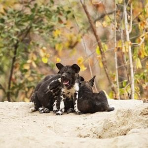 Foto Crecer como animal