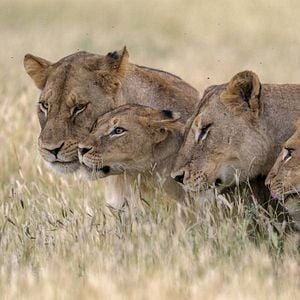 Foto Crecer como animal