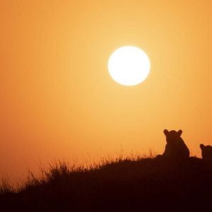 Foto Crecer como animal