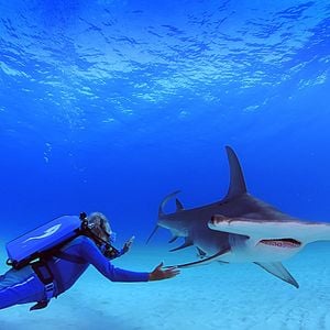 Foto Las maravillas del mar