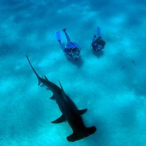 Foto Las maravillas del mar