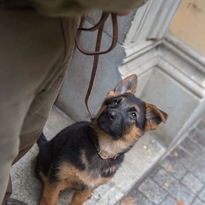 Foto Shepherd: The Story of a Jewish Dog
