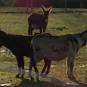 Foto Au Prochain Printemps