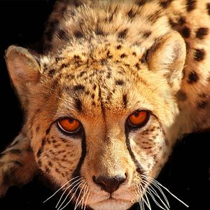 Foto Big Cats: La familia felina