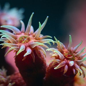 Foto Globo y las maravillas del arrecife