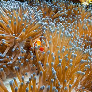 Foto El juego del amor