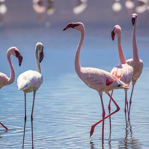 Foto El juego del amor