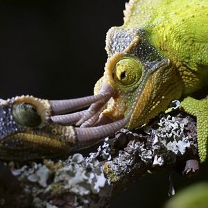 Foto El juego del amor