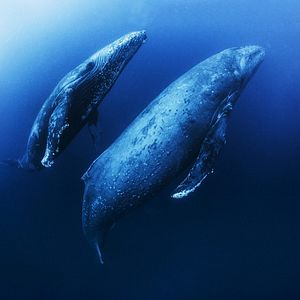 Foto El juego del amor