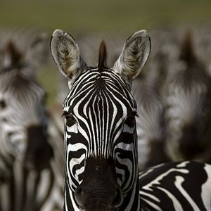 Foto El juego del amor