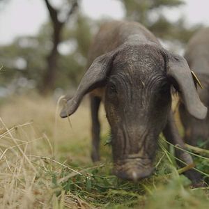 Foto Chef sin desperdicio