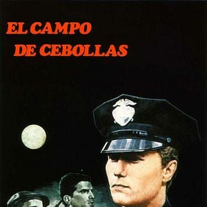 Foto El campo de cebollas