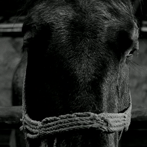 Foto The Turin horse