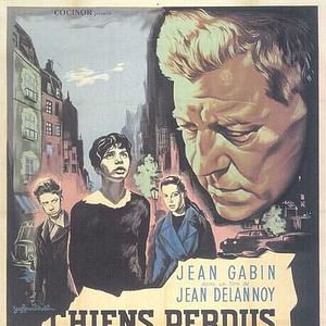 Foto Chiens perdus sans collier