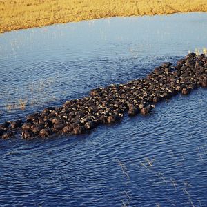 Foto African Safari 3D