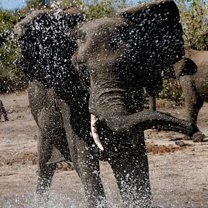 Foto African Safari 3D