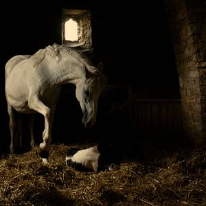 Foto Age of Uprising The Legend of Michael Kohlhaas