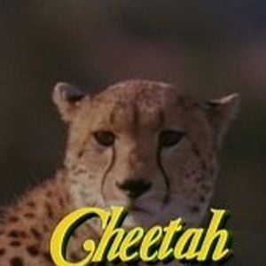Foto Cheetah, una aventura en la selva