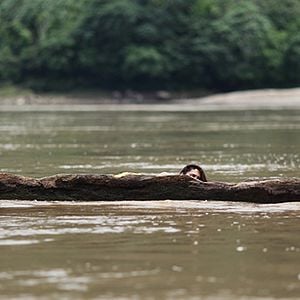 Foto El infierno verde