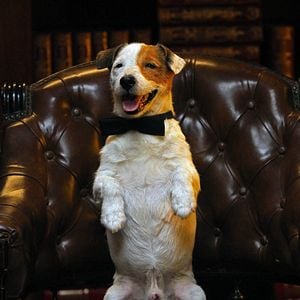 Foto Pancho, el perro millonario